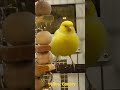 YELLOW CANARY | ADAEAGLE #good #happy #adaeagle #pets #petsmart #yellowcanary