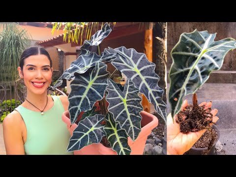 Vídeo: Houseplant Alocasia - Com cultivar una planta de màscara africana d'interior