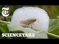 To Survive, This Bug Builds a House of Bubbles | ScienceTake