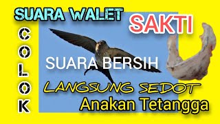 SUARA PANGGIL BURUNG WALET ASLI DARI ALAM/suara bersih