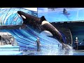 Orca Encounter (Full Show) - SeaWorld Orlando - March 1, 2023