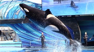 Orca Encounter (Full Show)  SeaWorld Orlando  March 1, 2023