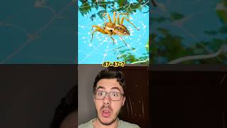 Kanguru Gibi Kesede Yavrular?? Şfet