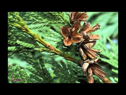 Giorgio Armani Mania Homme Giorgio Armani Mania Homme