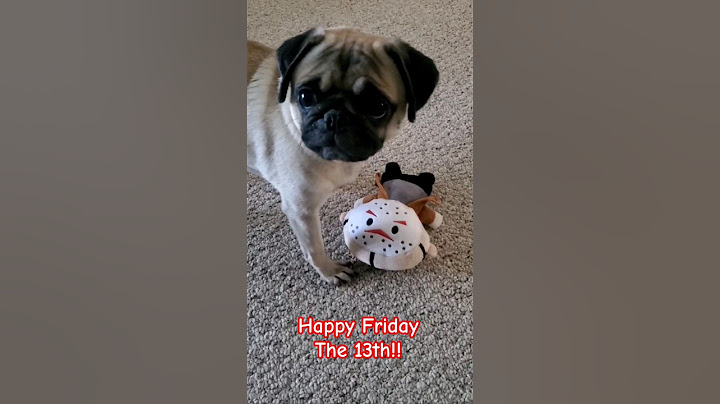 friday the 13th 😱 #dog #pug #cute #funny #pets #puppy #fyp #friday #shorts