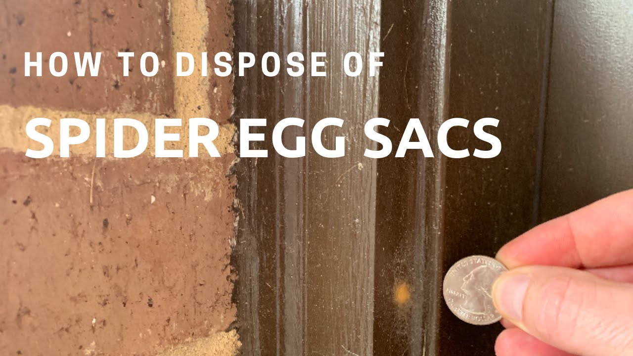 How to Dispose of Spider Egg Sacs YouTube