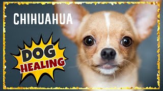 Music for Chihuahuas To Go To Sleep ~ Chihuahua Music for Dogs to relax [MUST TRY]