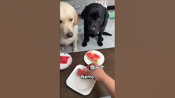 He tried to trick me, and you won’t believe my reaction! 🥺#Catsoftiktok#CatLovers #cat #cute #fyp