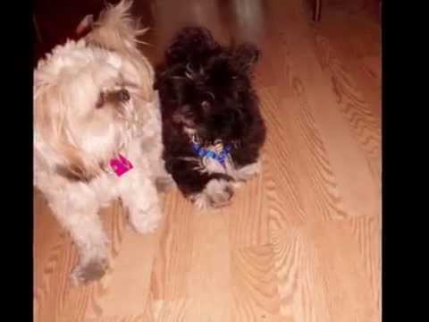 A guy, his partner and two Shih Tzu's - Family Red...
