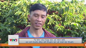 [TIẾNG BANA] TRỒNG CÀ PHÊ THEO HƯỚNG HỮU CƠ TRONG ĐỒNG BÀO DÂN TỘC THIỂU SỐ Ở HUYỆN ĐAK ĐOA | VTV5
