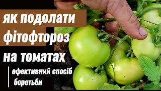 Фітофтороз на томатах та картоплі. Ефективний спосіб боротьби. #фітофтороз #томат  #картопля.