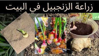 زراعة الزنجبيل  | How to grow ginger