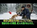 森で車を止めた森林警備員――何日も後をついてきた秋田犬の子犬を見た瞬間、彼は涙を抑えられなかった。