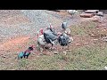 Turkey vs Red Rooster