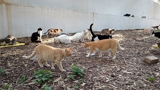 Cute jungle cats waiting for food