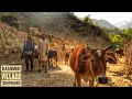 Story of kashmiri village shepherd  jalibvlogs  episode 3 