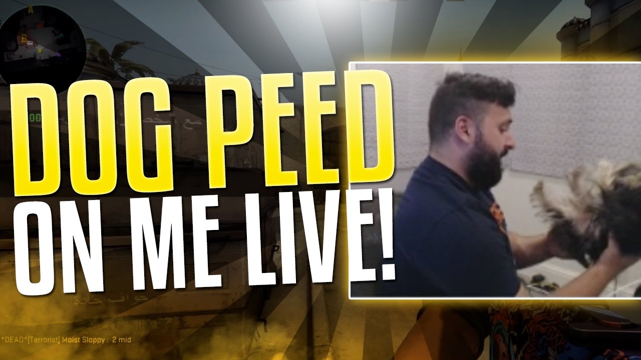 DOG PEED ON ME WHILE STREAMING! H1Z1! YouTube