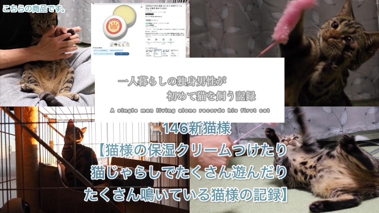 🐈146新猫様【猫様の保湿クリーム、猫じゃらしでたくさん遊んだり、たくさん鳴いている猫様の記録】