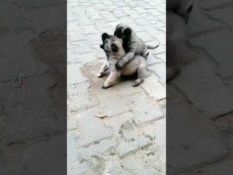 Video: Kalpsiz Köpek Sahibi Barınağı Önünde Köpeğini Dumping Video Yakalandı