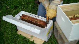 Installing a five frame Nuc in a deep hive body