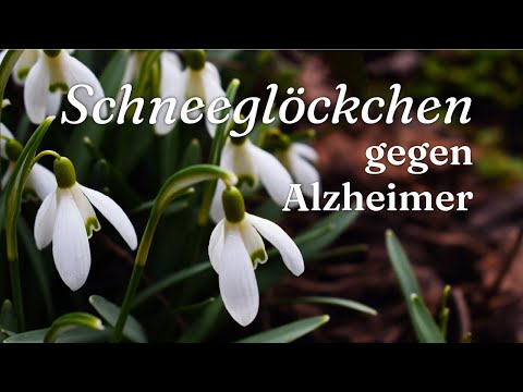 Schneeglöckchen gegen Alzheimer