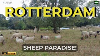 Rotterdam's BEST Kept Secret: SHEEP Paradise Walk ASMR 🐑