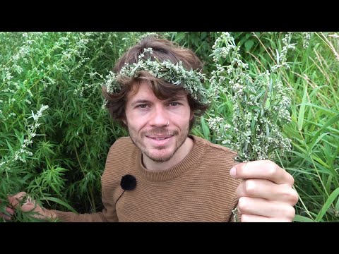 Video: Wermut-Begleitpflanzen: Hemmt Wermut das Wachstum anderer Pflanzen?