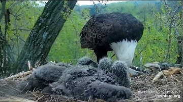 Decorah Eagles 5-5-20, 7:40 pm Mom brings a big fish, D36 helps himself