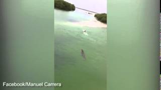 Crocodile stalks swimmer in local estuary