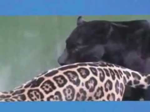Видео: Секси котка: Седокова се появи в тесен леопардов гащеризон с уау деколте