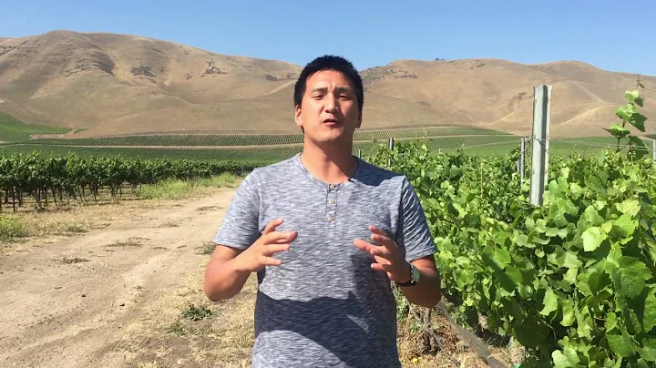 Bien Nacido Vineyard in Santa Maria Valley