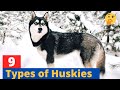 9 Types of Huskies: Which Husky would be suitable for you?