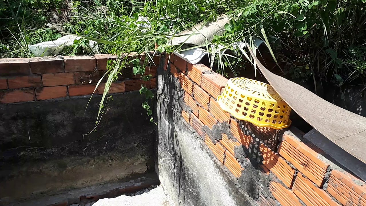 Cho cá lóc đẻ trong bể xi măng thanh công