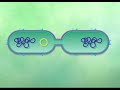 Bacterial Conjugation - YouTube