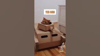 If cats could talk compilation