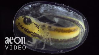 Becoming: From zygote to tadpole, in six stunning minutes