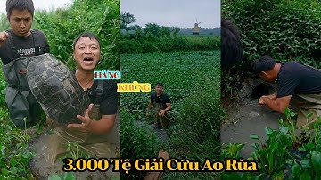 Chi 3.000 Tệ Giải Cứu Ao Rùa Sau Lũ - Bèo Tây Bao Vây Nhưng Vẫn Bắt Được Rùa Khủng...