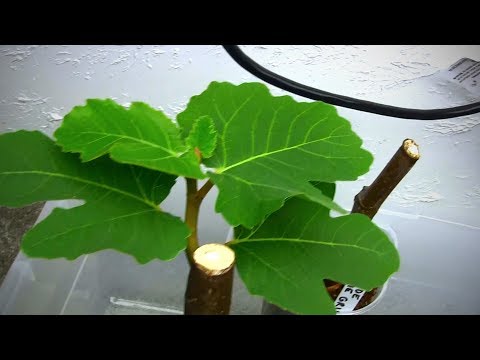 What I Do With Rooted Fig Cuttings Through the Winter