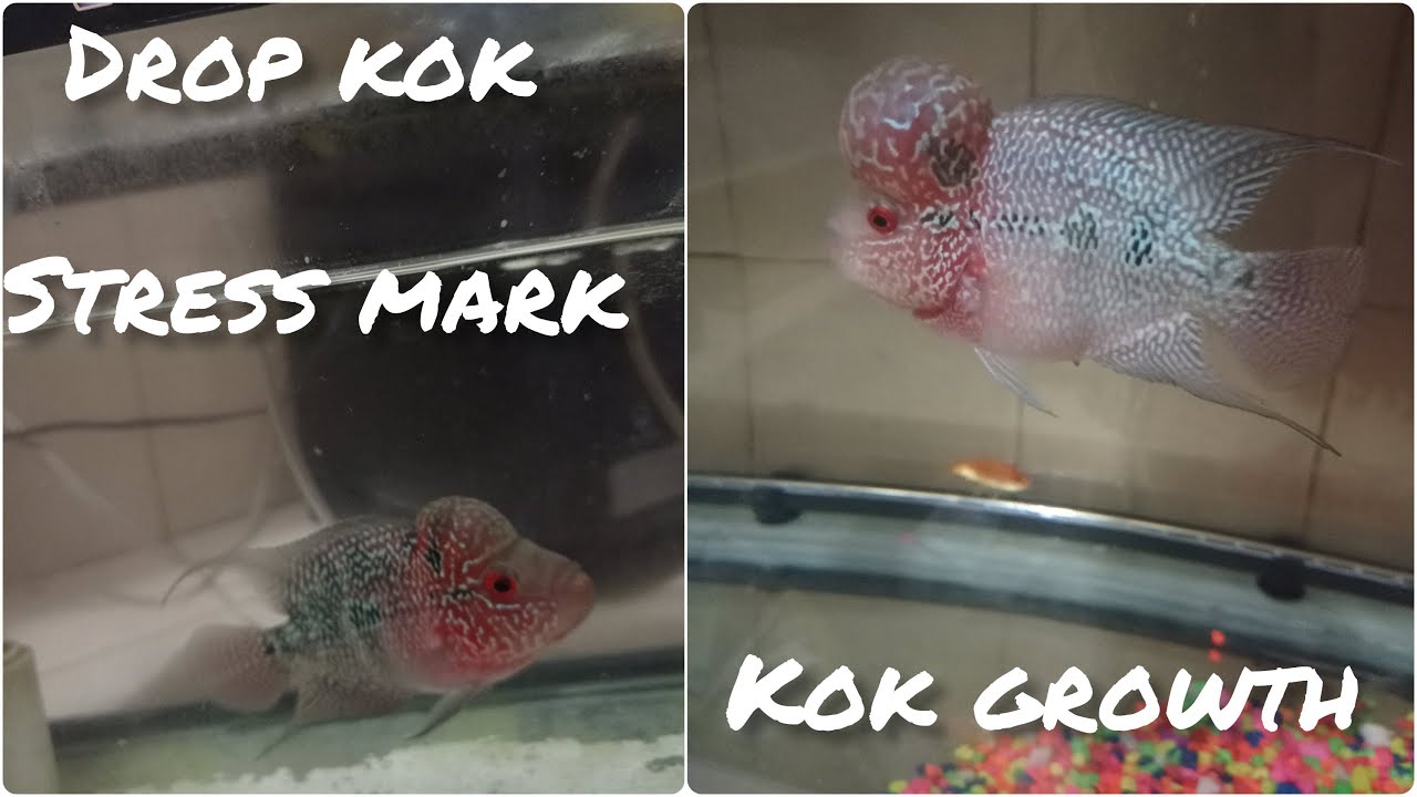 Flower Horn Drop Kok and Stress Mark Meaning