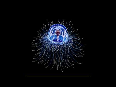 Turritopsis Nutricula - Бессмертная медуза