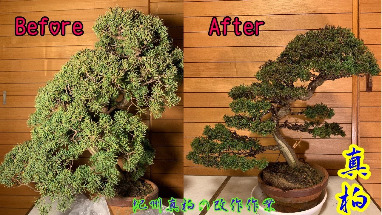 紀州真柏の改作作業をしました^ - ^How to create a juniper bonsai 大品 真柏
