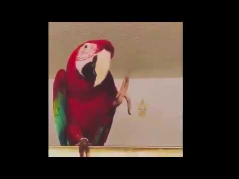 Bird dancing on 50 cent