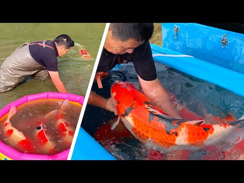 JUMBO KOI! Shintaro Jumbo Koi Pond Harvest 2020