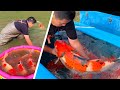 Jumbo koi shintaro jumbo koi pond harvest 2020