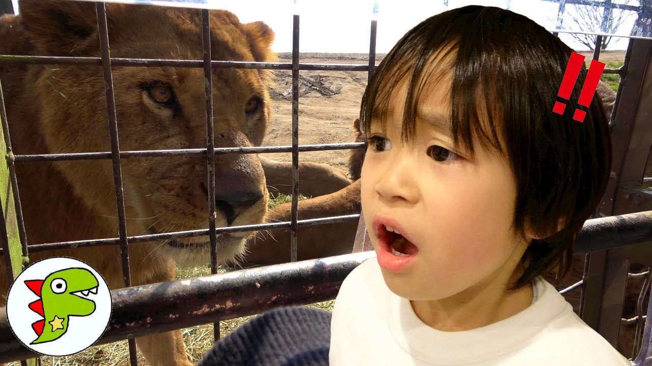 おでかけ 大分 アフリカンサファリ どうぶつえんにいったよ！ライオンにエサをあげよう！ トイキッズ
