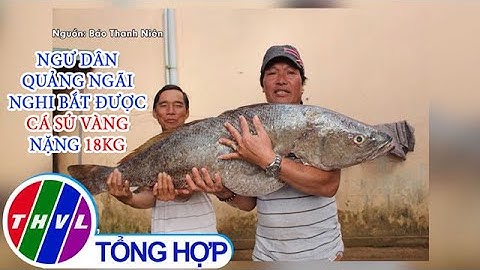 Ngư dân Quảng Ngãi nghi bắt được cá sủ vàng nặng 18kg