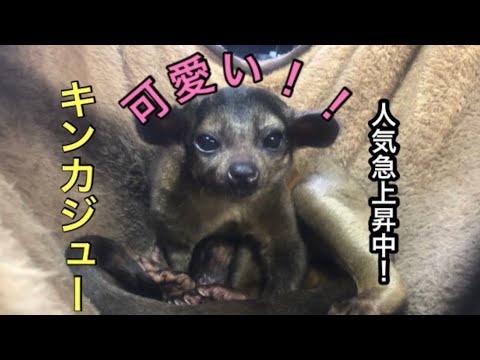 可愛さmax 猿のようで猿じゃない Youtube