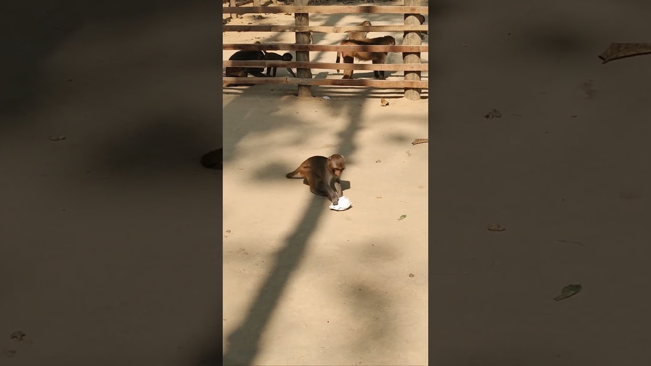 What’s the monkey doing inside the pipe? 😳