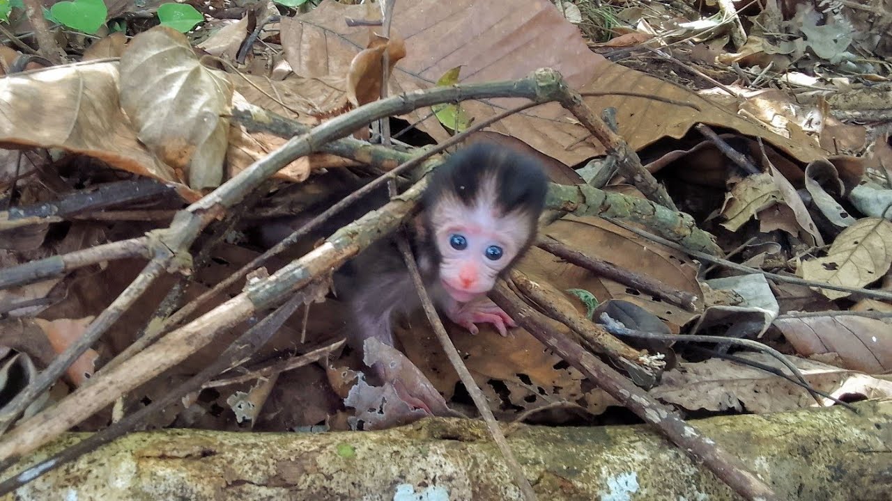bayi monyet tertimpa ranting kayu mencoba mencari pertolongan ibu kandung nya