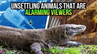 Unnerving Animals That Are Alarming Viewers